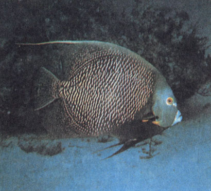 Рыба, известная у американцев под забавным названием французский морской ангел (Pomacanthus раru), обитающая на рифах Атлантики, питается разнообразными мелкими животными