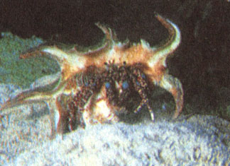Нуждаясь в защите, рак-отшельник носит на своем брюшке пустую раковину моллюска. Большинство других высших раков имеет прочный наружный скелет, но у отшельников мягкое брюшко ничем не защищено. Этот рак-отшельник использовал в качестве переносного убежища раковину брюхоногого моллюска Lambis