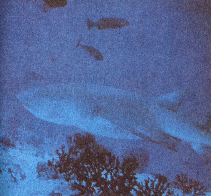 Большая акула-нянька в отличие от своих более известных родичей, питается не рыбой, а добывает из песка обитающих в нем ракообразных и моллюсков; в перерывах между очередными приемами пищи эта акула спит, лежа на песке
