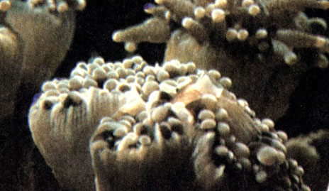 Обладающий длинными щупальцами мадрепоровый коралл из рода Euphyllia приживается на довольно заиленных участках рифов, где могут обитать сравнительно немногие виды кораллов, поэтому на илистых участках борьба за жизненное пространство значительно слабее, чем в других 'густонаселенных' районах. Из ближайшего полипа высовывается усоногий рачок, решивший для себя таким необычайным образом проблему борьбы за существование. Щупальца полипа служат для него надежной защитой