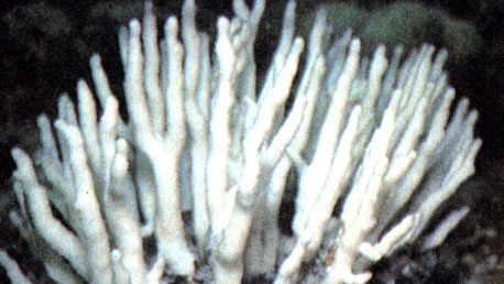 Мадрепоровые кораллы вида Stylophopa pistillata могут обитать на разных глубинах, образуя - в зависимости от внешних условий - колонии разных форм. На большой глубине, где вода неподвижна и мало света, встречаются стройные хрупкие колонии, тогда как колония с мелководья имеет обтекаемую форму и хорошо противостоит мощным ударам волн прибоя
