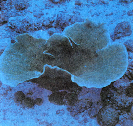 Эта изящная ваза диаметром более метра - колония мадрепорового коралла из рода Turbinaria. Подобная форма может образоваться только там, где никогда не бывает ни сильных волн, ни быстрого течения. Однако слабое течение весьма желательно, так как оно очищает поверхность колонии от оседающих на нее частиц