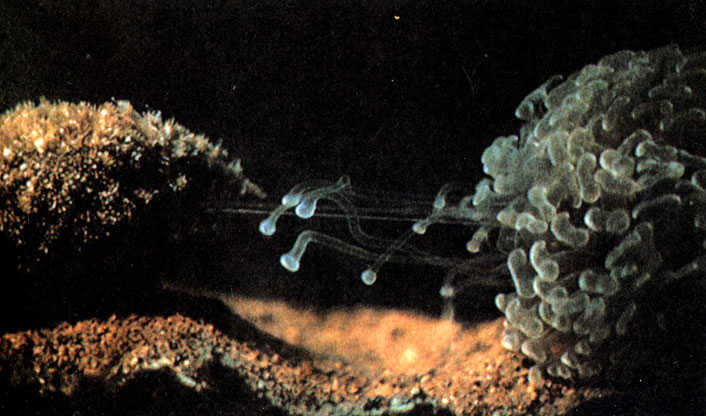 Коралл Euphyllia аnсоrа (в правой части нижнего снимка) атакует другой коралл, расположенный слева от него. Обе колонии были помещены на 10 дней в аквариум на расстоянии 12 сантиметров друг от друга. За это время коралл Euphyllia не только обнаружил присутствие соседа (один из видов рода Goniopora), но и обзавелся для борьбы с ним специальными щупальцами агрессии. Эти щупальца длиннее и уже обычных и вооружены более мощными стрекательными клетками. Они выросли лишь на обращенной к соседу стороне и предназначены только для поражения цели, что в конце концов и произошло - сосед был умерщвлен