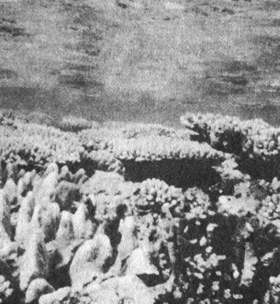 С наступлением прилива эта густо покрытая кораллами платформа на одном из участков Большого Барьерного рифа покрывается прохладной, насыщенной кислородом водой, которая защищает ее от прямого воздействия солнца. Инфракрасные лучи полностью поглощаются слоем воды толщиной в 1 метр, ультрафиолетовые же лучи еще проникают сквозь метровую толщу воды