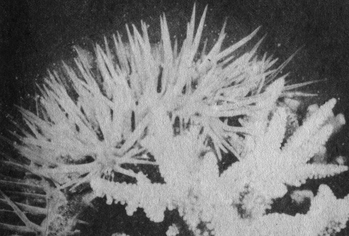 Морская звезда терновый венец Acanthaster planci - типичный представитель группы животных, питающихся кораллами. Вывернув свой желудок, она плотно прижимает его к поверхности колонии кораллов и, переварив ее мягкие ткани, движется дальше. Набеги большого числа этих животных способны опустошить значительные пространства на рифе