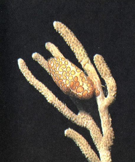 Обитатель Карибского моря - гастропода из рода Cyphoma отчетливо выделяется на побеге горгонарии. На этом побеге моллюск живет, им же он и питается. Заметный, бросающийся в глаза внешний вид ни в коей мере не вредит этому брюхоногому моллюску