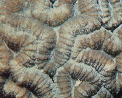 Ночные метаморфозы кораллов. Коралл из рода лобофиллия (Lobophyllia) в сокращенном состоянии, то есть в том виде, в котором мы его видим днем