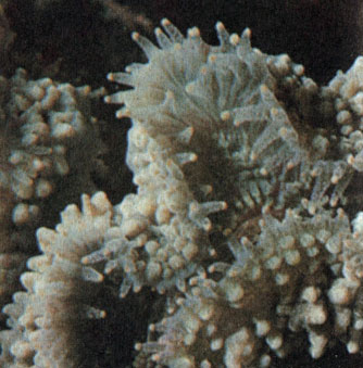 Ночные метаморфозы кораллов. Коралл из рода лобофиллия (Lobophyllia). Когда этот коралл чувствует, что день клонится к вечеру, его полипы раскрывают щупальца, которыми он ловит зоопланктон, и остаются в таком состоянии до рассвета
