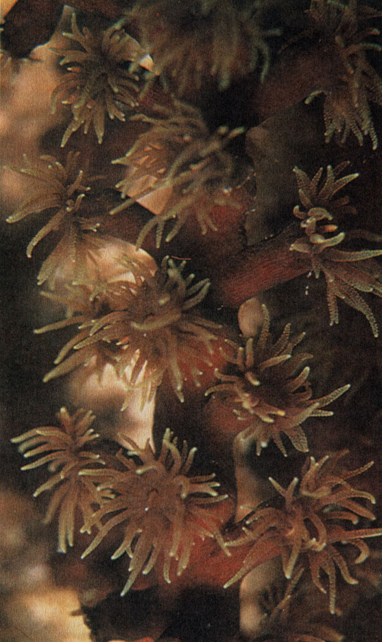 Раскрывшиеся щупальца на ветке разветвленного коралла дендрофиллия (Dendrophyllia) - снимок сделан ночью. Этот вид не содержит в себе симбиотических водорослей, но его полипы также расправляются только ночью