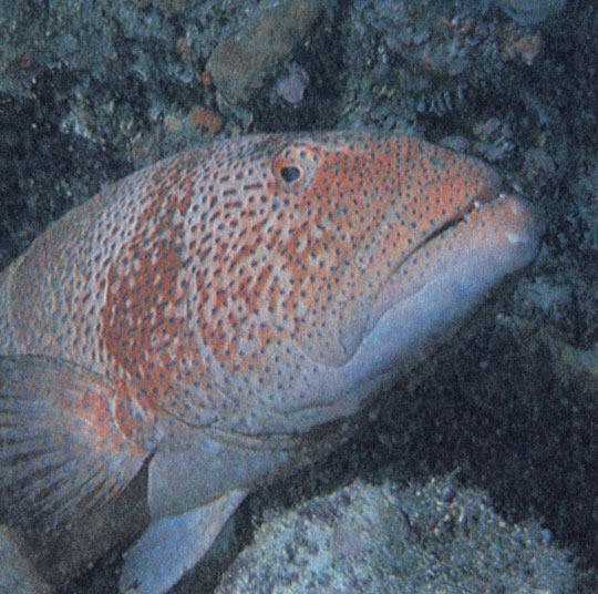 Ведущий одиночный оседлый образ жизни красный групер Cephalopholis miniatus может в течение многих лет обитать в одной и той же пещере. Некоторые груперы достигают огромных размеров и имеют права считаться одними из самых крупных рыб хотя большинство из них - не отличающиеся смелостью осторожные животные