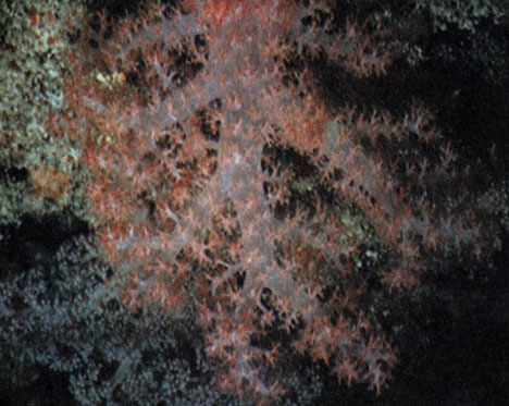 Обитателей пещер, изображенных на трех расположенных рядом снимках, объединяет только сходный способ питания; они не родственны между собой. Губки обычно сплошь покрывают большие участки поверхности стен пещеры. Тела губок пронизаны многочисленными камерами и соединяющими их каналами, через которые прокачивается вода, содержащая взвешенные частички пищи. Нежная альционария из рода Dendronephthya, свешиваются со свода пещеры, с помощью стрекательных клеток охотится на проплывающий мимо планктон. Двустворчатый моллюск Spondylus - одно из самых крупных неколониальных животных, которые прикрепляются к стенам пещер. Этот моллюск также питается планктоном, отфильтровывая его из воды, которую он прокачивает через мантийную полость. Иногда массивные раковины спондилюсов вносят заметный вклад в наращивание известняка на стенах пещеры. На поверхности створок раковины этого моллюска живут другие организмы