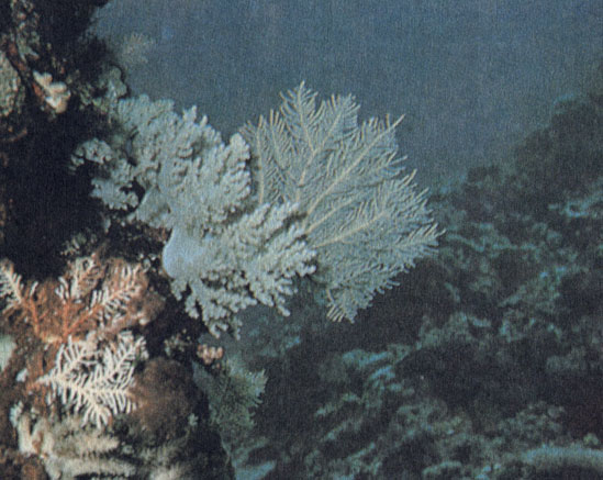 По мере погружения вдоль склона рифа подводный мир меняется; знакомые по мелководью виды исчезают, и их место занимают другие, а окружающий пейзаж становится все более голубоватым. На освещенном фотовспышкой переднем плане видно, что на самом деле доминирующей окраской организмов, обитающих на глубине, является красная. Однако при естественном освещении все выглядит голубовато-синим, как на заднем плане снимка рифа, куда не достает свет фотовспышки
