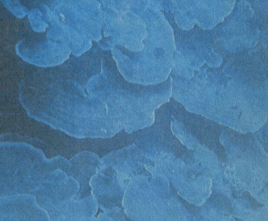 Ступеньки этого каскада образованы пластинчатыми колониями мадрепоровых кораллов из рода Pachyseris. На многих рифах Индо-Пацифики их появление на склонах обозначает начало глубоководной части рифа. Колонии этих кораллов, имеющие диаметр около одного метра, представляют собой очень тонкие и хрупкие постройки. В Карибском море соответствующая граница характеризуется появлением колоний кораллов агариция (Agaricia), которые имеют такую же форму