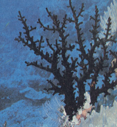 Черный кустистый коралл дендрофиллия Dendrophyllia и на глубине выглядит черным. Этот род принадлежит к группе кораллов, не содержащих симбиотические водоросли, поэтому его распространение не ограничивается хорошо освещенными участками