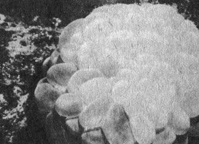 Полипы двух очень похожих кораллов Plerogyra и Physogyra, как и у многих других кораллов, расправляются ночью. Однако на рассвете они втягивают свои щупальца, а маленькие пузырьки, находящиеся у основания каждого щупальца, заполняются водой и выпячиваются наружу. В результате вся поверхность колонии покрывается пузырями. Ткань пузырей наполнена симбиотическими водорослями, и, следовательно, все описанные процессы способствуют повышению интенсивности фотосинтеза в симбиотической системе коралл - водоросли