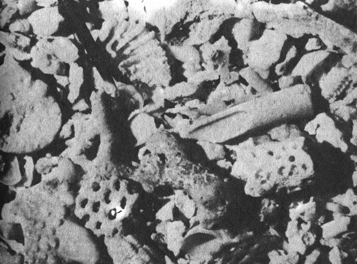 Оставшиеся после просеивания на сите крупные фракции кораллового песка (изображение увеличено). Хорошо видны его основные составляющие. Кончик иглы морского ежа (в левом верхнем углу снимка) показывает на диск скелета фораминиферы. На снимке можно разглядеть три или четыре раковины мелких моллюсков, обломки раковин более крупных моллюсков, скелет какого-то ракообразного, а также фрагменты скелетов водорослей и мшанок. Однако большинство фрагментов - мелко раздробленные обломки скелетов мадрепоровых кораллов