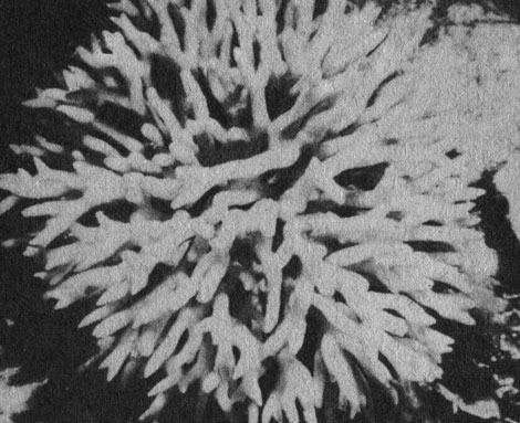 Тонкие ветвистые кораллы, такие, как эта сериатопора (Seriatopora), очень легко разрушаются и быстро превращаются в песок