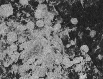 На снимке круглые раковины фораминифер (Foraminifera) - животных, относящихся к типу простейших. Они имеют около 5 миллиметров в диаметре. Фораминиферы столь многочисленны, что, несмотря на малые размеры этих животных, их скелеты также вносят весьма заметный вклад в образование песка