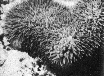 На снимке одиночный неприкрепленный грибовидный коралл кротовидная полифиллия (Polyphyllia talpina) с расправленными щупальцами. Это типичный представитель обитателей кораллового песка и гальки