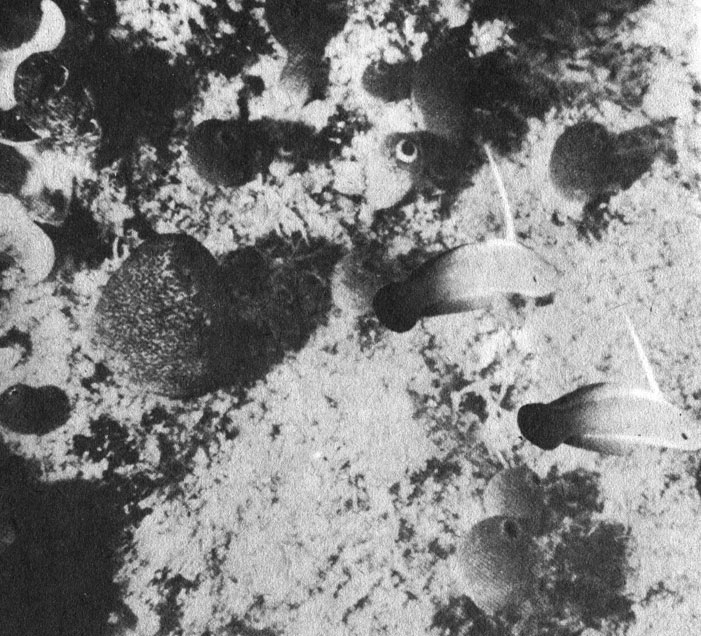Эти ярко окрашенные рыбы Nemateleotris magnificus, живущие небольшими стайками, роют норы. Их характерные длинные спинные плавники распрямляются, как только эти рыбы покидают норку. На снимке рядом с отверстиями их норок видно скопление прикрепленных к дну асцидий