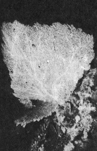 По мере увеличения глубины горгонарии, или морские веера, становятся все более доминирующим элементом подводного пейзажа. На трех фотографиях приведены изображения одной и той же колонии, причем верхний снимок сделан при большем увеличении, чем нижний. На снимке дан общий вид колонии, на котором отчетливо выделяются утолщения скелета, образующие несущий каркас колонии, которая имеет 2 метра в высоту и 2 метра в ширину