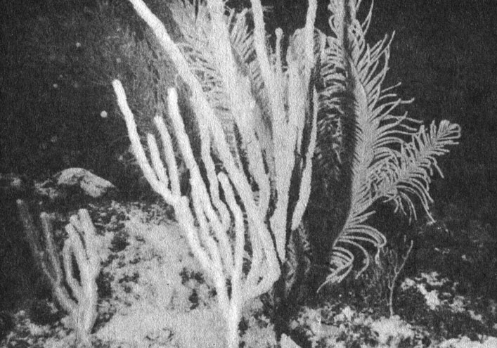 На рифах Карибского моря горгонарии встречаются чаще, чем в Индо-Пацифике. Многие их виды ветвятся иначе, чем похожие на веер колонии горгонарии Индо-Пацифики. Колонии горгонарии Карибского моря чаще не плоские, а имеют трехмерную структуру