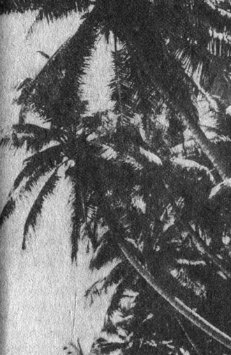 Силуэты кокосовых пальм еще издалека говорят о том, что на этих коралловых островах некогда хозяйничал человек. В настоящее время наиболее отдаленные кокосовые плантации уже не обрабатываются, однако изменения, которые произошли в экосистеме островов под влиянием деятельности человека, еще долго будут заметны