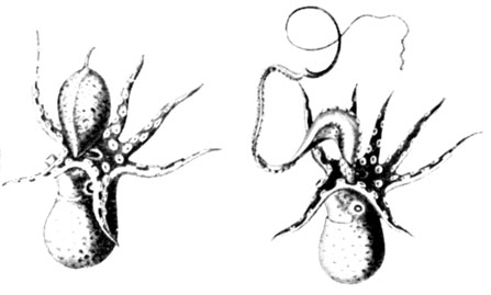 Две стадии развития полового щупальца самца