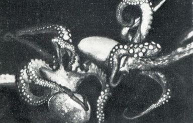 Дерущиеся осьминоги