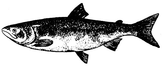 Глубоководные рыбы — Википедия