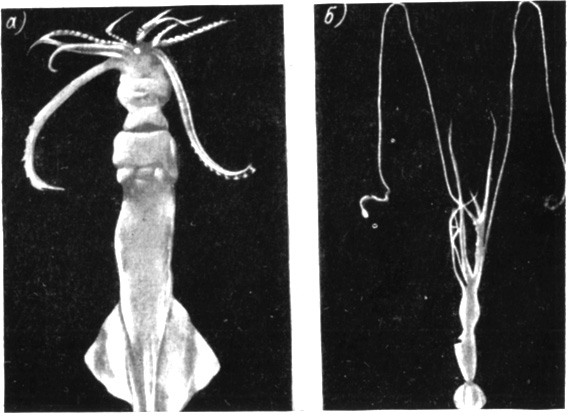 Два кальмара различной формы. а - Ommastrephes sloanii, б - глубоководный кальмар Loligopsis verangi