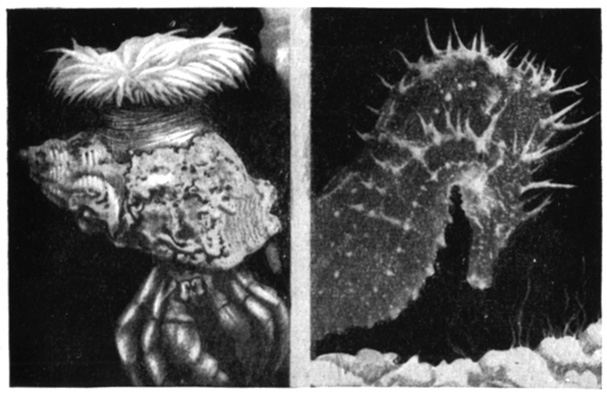 Рак-отшельник и морской червь аннелида поселились в одной раковине; вверху к раковине прикрепился анемон; справа - морские коньки