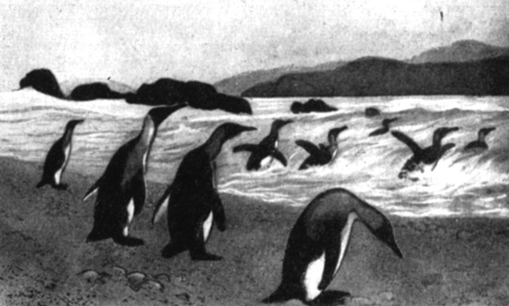 Вымершие Anthropornis. ати гигантские пингвины, жившие 200 млн. лет назад, были ростом с человека