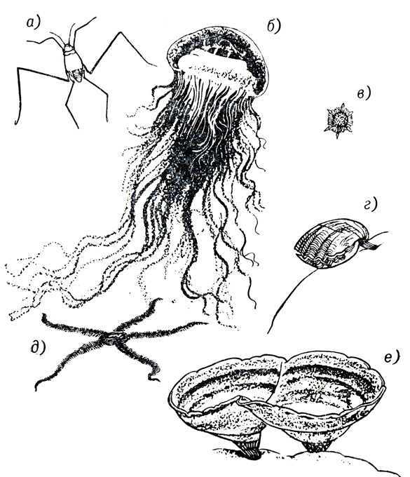 Характерные морские беспозвоночные. а - морское насекомое Halobates, б - медуза Суатгеа, в - микроскопическая радиолярия, г - брахиопода, д - черная офиура (Ophiocoma nigra), е - губка (Axihella infundib nliformis)