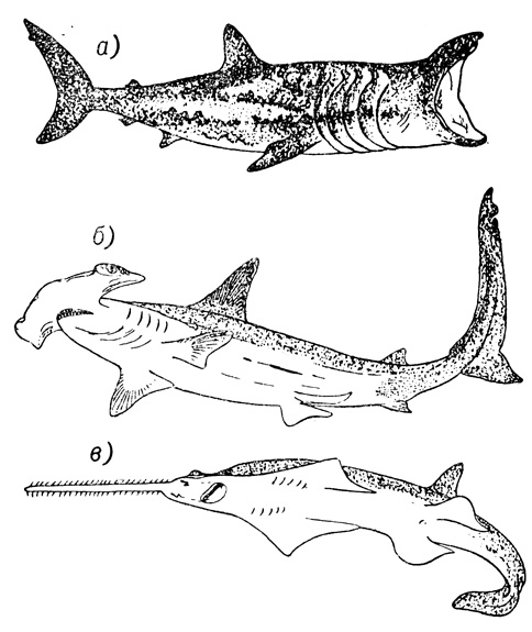 Три представителя акулообразных. а - гигантская акула (Ceto/ninus), б - молот-рыба (Sphyrna), в - пила-рыба (Pristis)