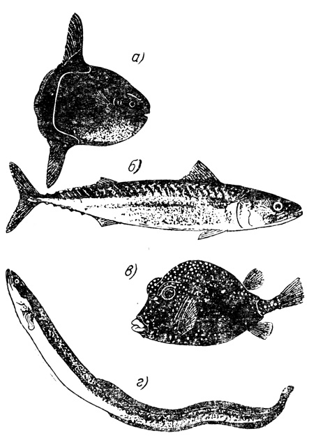 Четыре представителя костистых рыб. а - рыба-солнце (Mola); б - макрель (Scomber); в - кузовок (Ostracion); г - угорь (Anguilla)