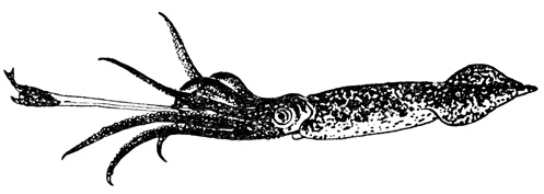Гигантский кальмар (Architeuths princeps)