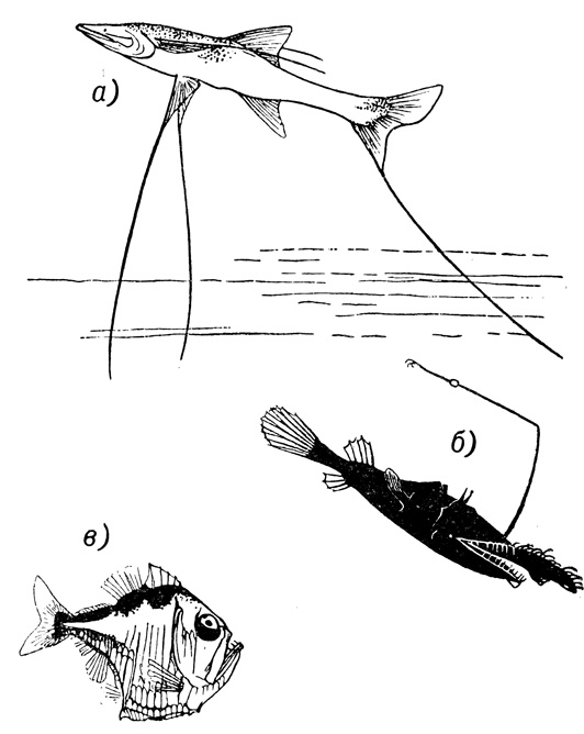 Три вида глубоководных рыб. а - Benthosaurus; б - рыба-удильщик Lasiognathus; в - рыба-топорик (Argyropelecus)