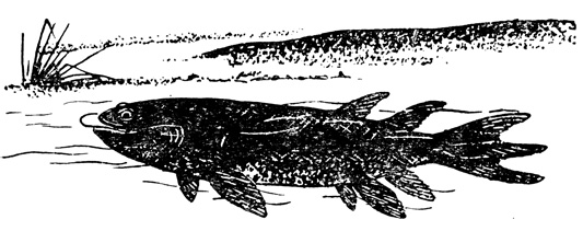 Девонская кистеперая рыба (Eusthenopteron)