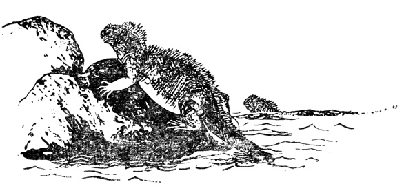 Морская игуана (Amblyrhynchus cristatus)