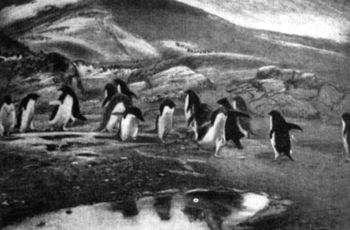 Пингвины адели направляются от гнездовий к морю