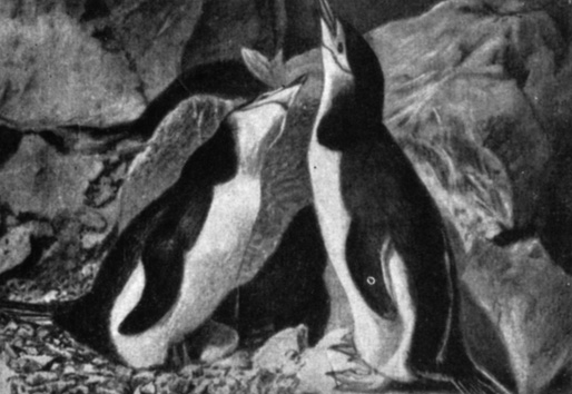 Антарктические пингвины