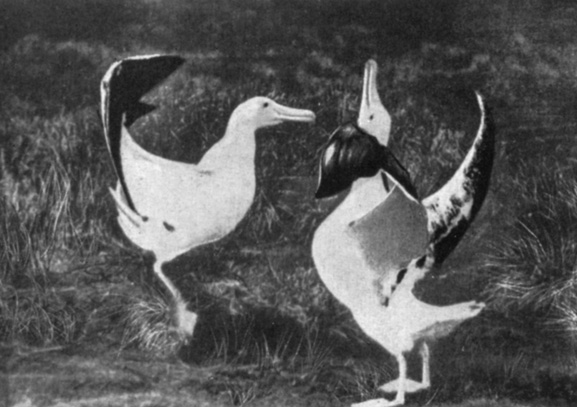 Брачный танец странствующих альбатросов