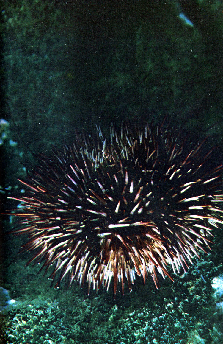 Короткоиглый морской еж