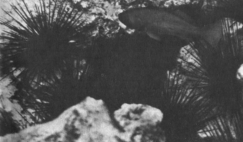 Рис. 4. Морские ежи (Diadema antillarum) на глубине одного метра