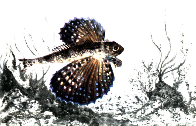 Рис. 6. Мурсьелаго (Dactylopteris volitans) с расправленными плавниками