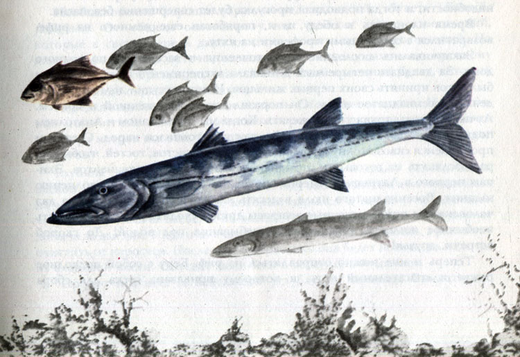 Рис. 11. Барракуды (Sphyraena barracuda) в сопровождении каратов (Caranx ruber)