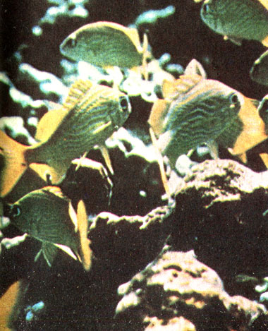 Рис. 12. Ронко-конденадо (Haemulon flavolineatum)