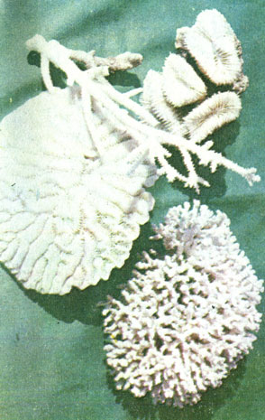 Рис. 15. Отмытые скелеты мадрепоровых кораллов