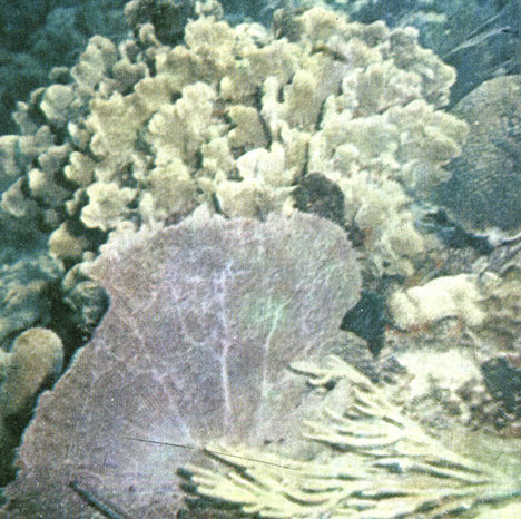 Рис. 16. Горгонария 'морской веер' (Gorgonaria flabellum) на фоне пластинчатых кораллов (Agaricia agaricites)